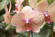 Можно ли держать орхидеи дома: за и против